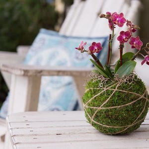 Unusual Outdoor Planters - Etsy