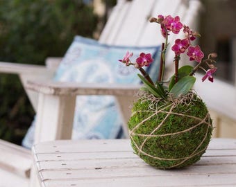 Maceta de musgo Kokedama de 4 pulgadas. Planta de bola de musgo no incluida.