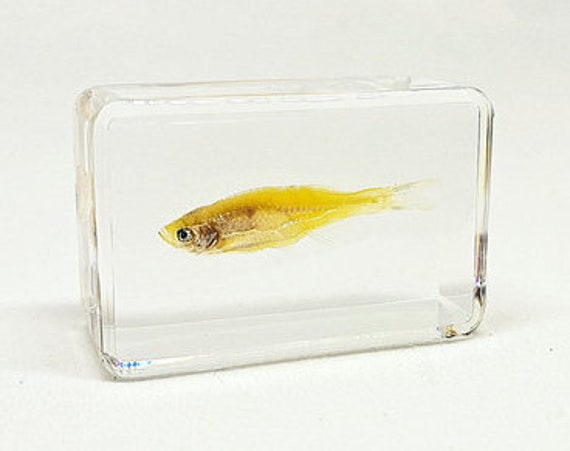 Real Fish, Transparent resin fish, 44*29*18mm, Dry Insects taxidermy, Kids  Gifts, Special Collection, Father's Day
