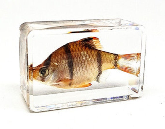 Real Fish, Transparent Resin Fish, 442918mm, Dry Insects Taxidermy, Kids  Gifts, Special Collection, Father's Day -  Canada