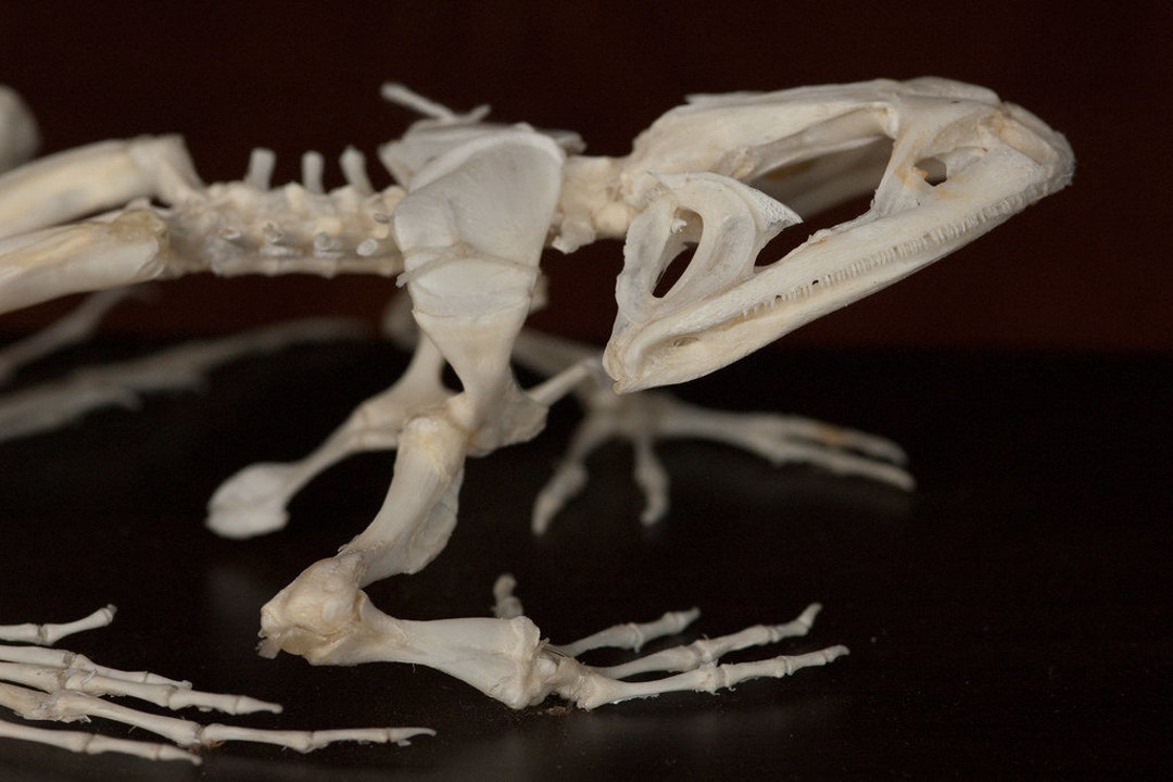 Around 15cm Bullfrog Skeleton Real Frog Bone 1pcs Real - Etsy UK