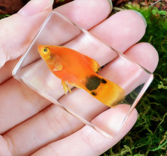 Real Fish, Transparent Resin Fish, 442918mm, Dry Insects Taxidermy