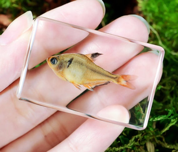 Real Fish, Transparent Resin Fish, 442918mm, Dry Insects Taxidermy, Kids  Gifts, Special Collection, Father's Day 