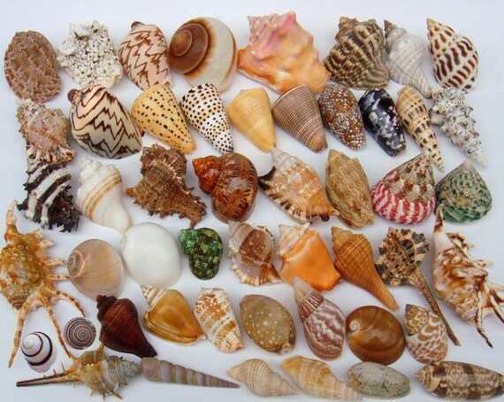 20pcs Different Conch Sea Snail Shell Real Sea Shell 3-8cm | Etsy