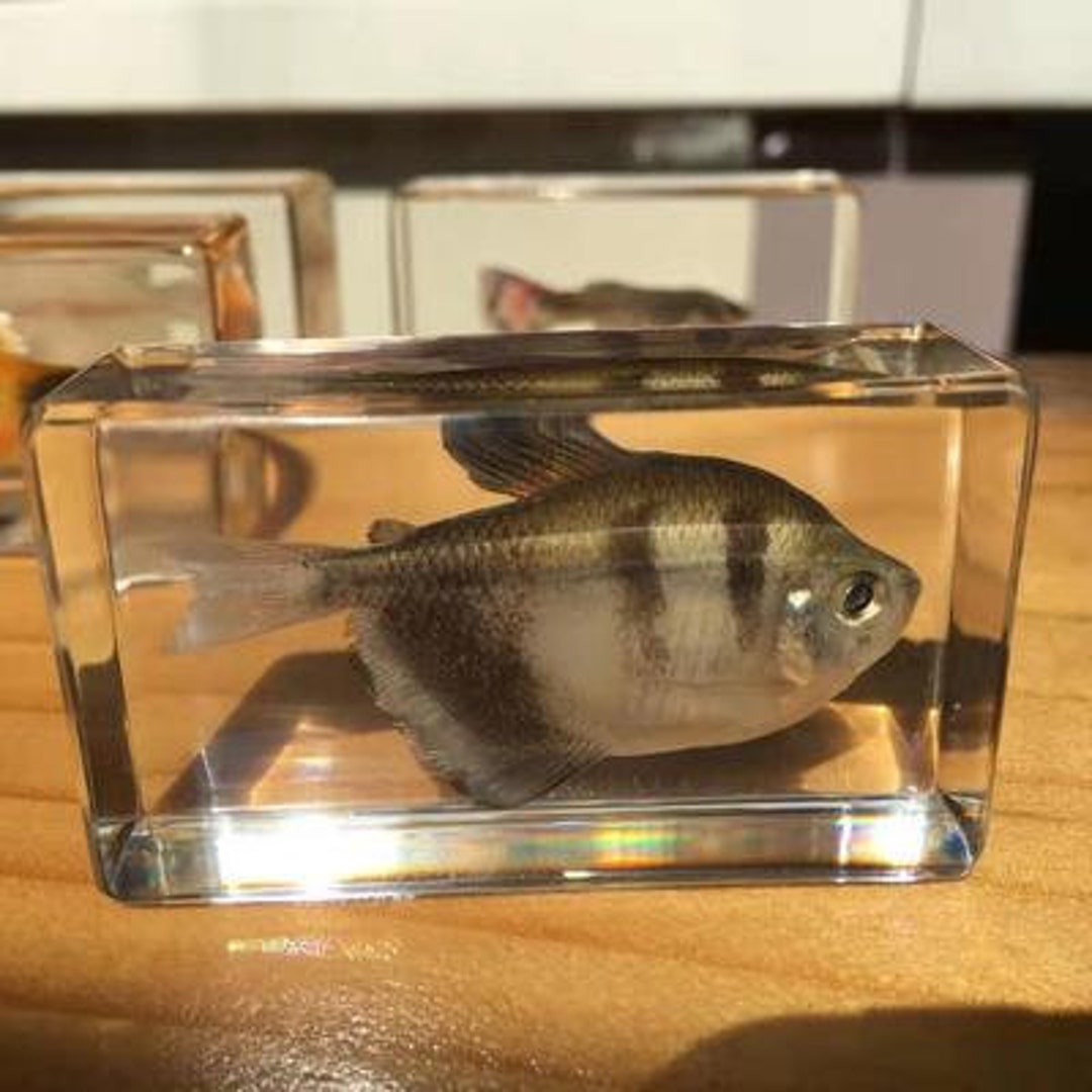 Sample Resin Fish Real Fish Transparent Resin Fish 603518mm Dry Insects - Etsy