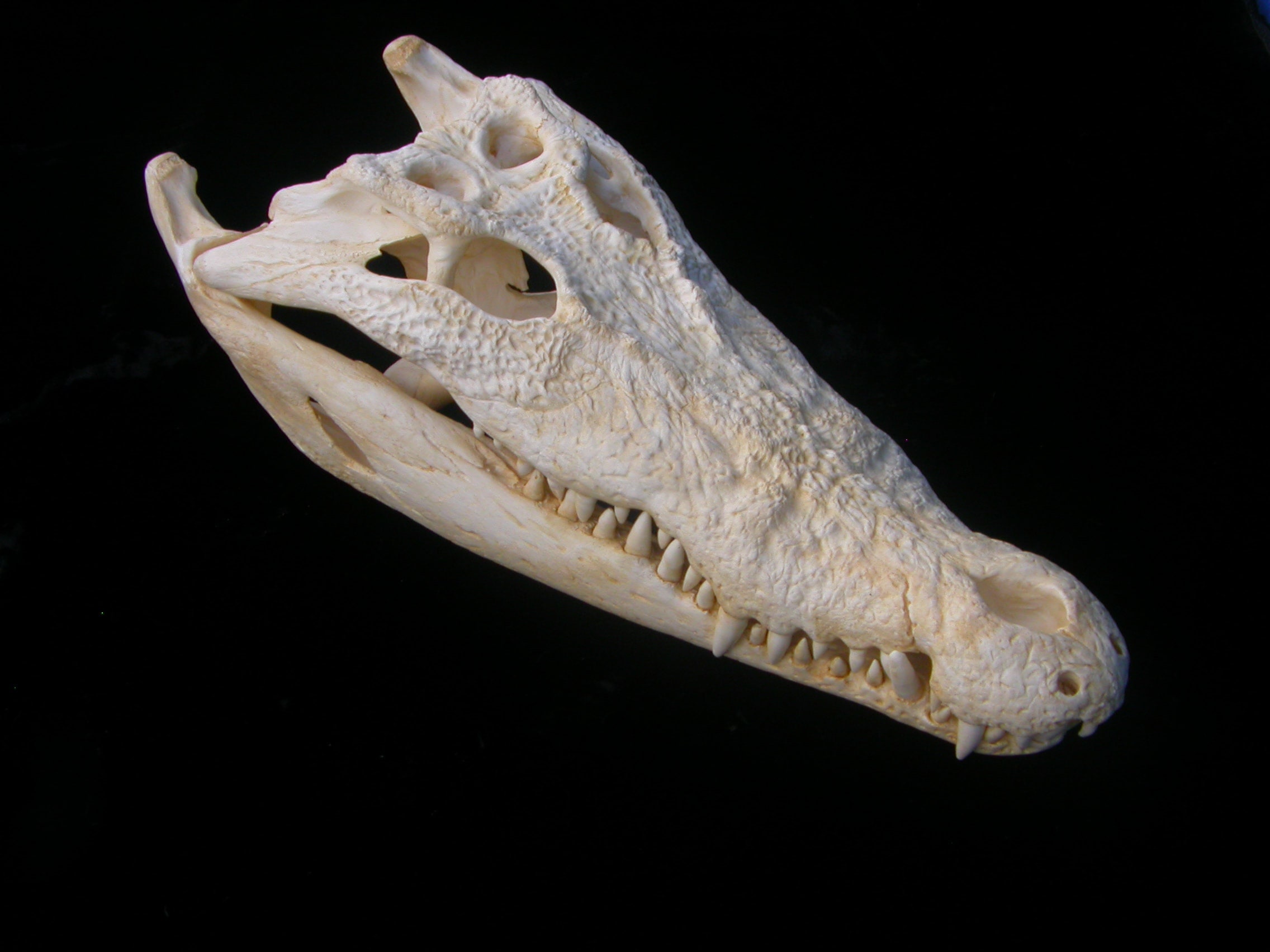 Real Animal Skull - Etsy Real Animal Skull - Etsy