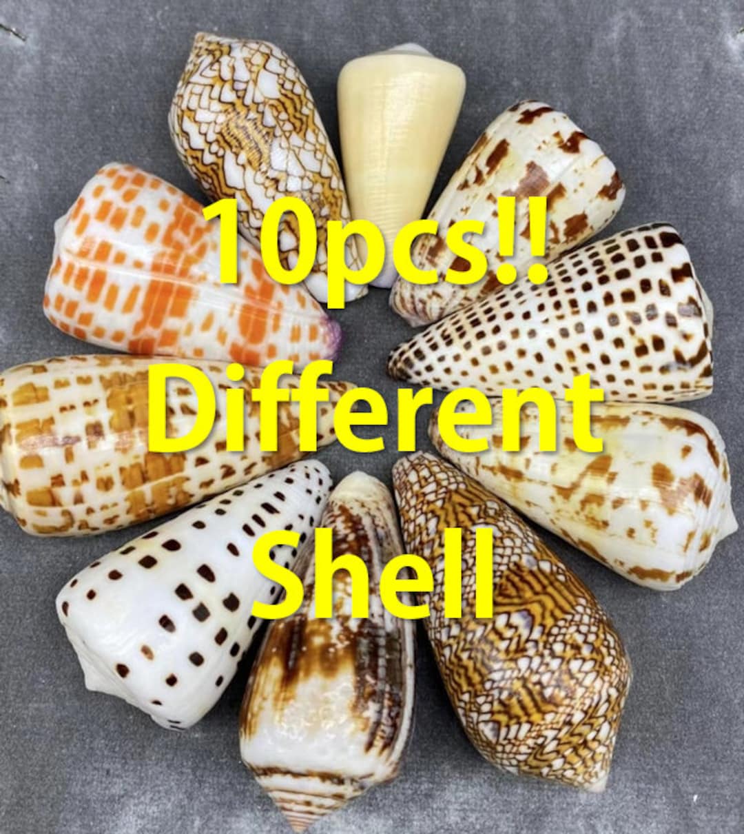 10 Different Pcs, Cone Snail, Sea Snail Shell, Real Sea Shell, 7-10cm
