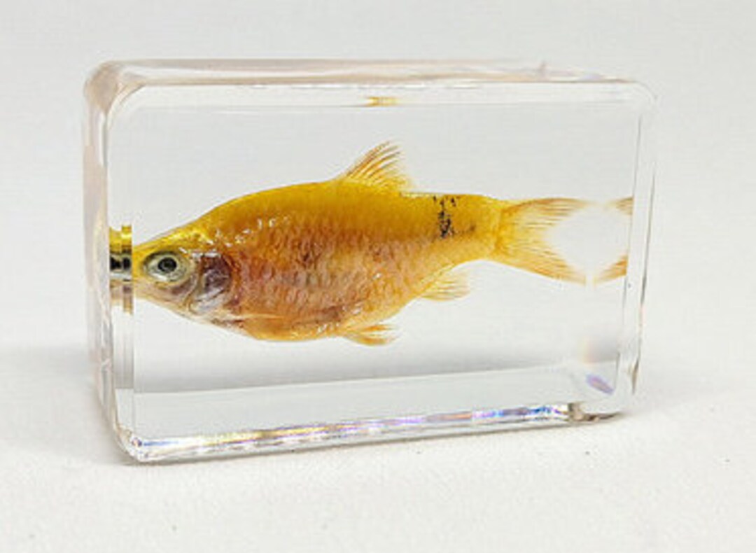 Real Fish, Transparent Resin Fish, 442918mm, Dry Insects Taxidermy, Kids  Gifts, Special Collection, Father's Day -  Canada