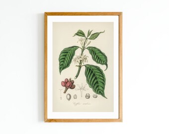 Coffee Illustration Etsy