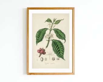 Vintage Coffee Plant Print: Botanical Illustration Poster (PDF)