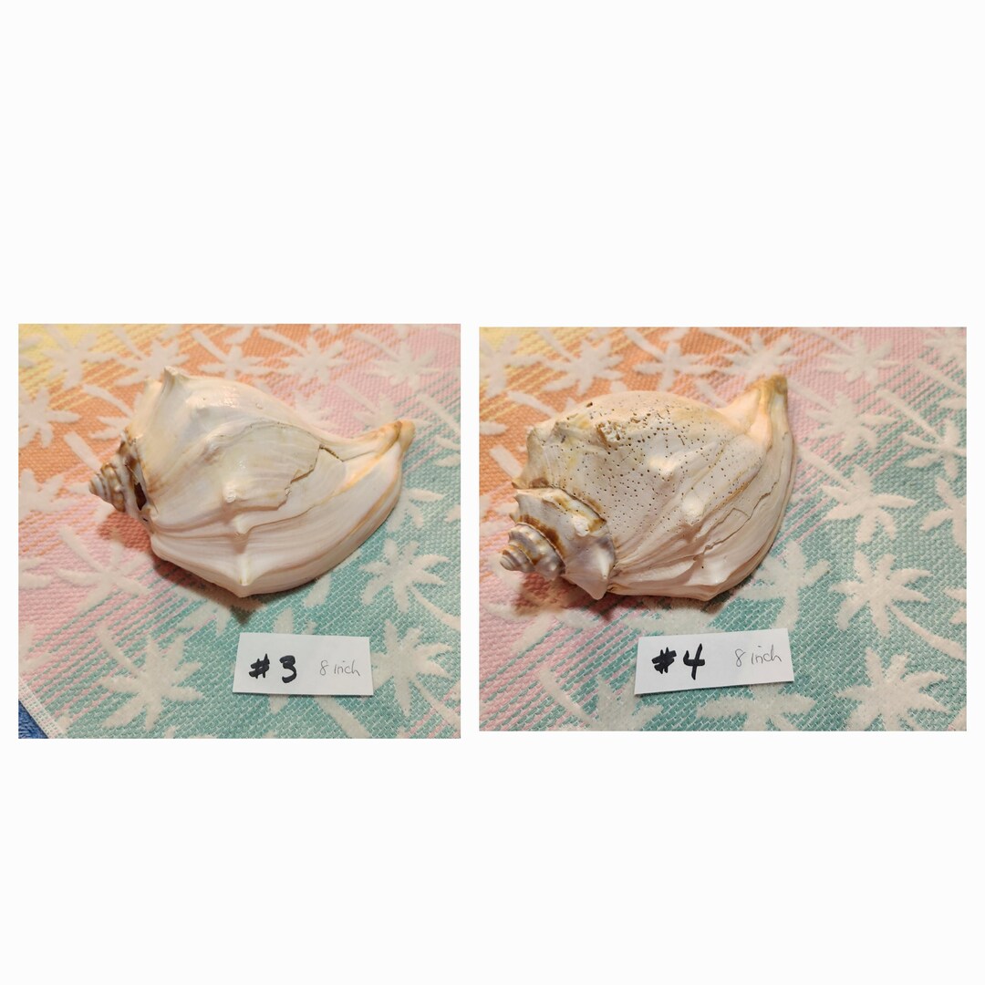 Best Seller! Large 8 Inch WHELK CONCH Shells, Natural Beach Decor, DIY ...