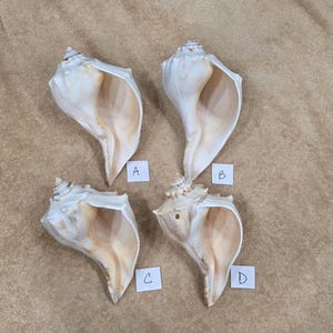 May include: A rustic wooden sign with the text "Welcome to our home" in white lettering. The sign features a distressed finish and a simple, inviting design, perfect for entryway decor.