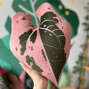 anthurium warocqueanum x silver blush Anthurium Silver Blush Variegated Mint  Plantamani Plants