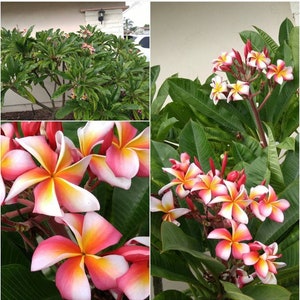 Plumeria Plant Cuttings Fragrant Candy Stripe