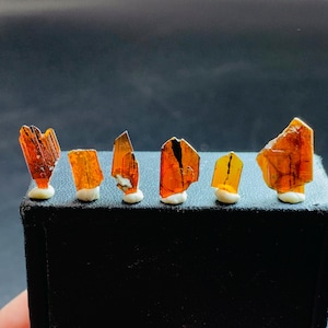 Puede incluir: Cinco especímenes minerales de color ámbar se exhiben sobre una superficie negra. Cada espécimen tiene una forma única y está montado sobre una pequeña base blanca. Los minerales exhiben una calidad translúcida, con variaciones de color y textura.