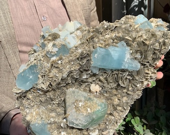 May include: A large, rough, gray rock with several large, light blue aquamarine crystals embedded in it.