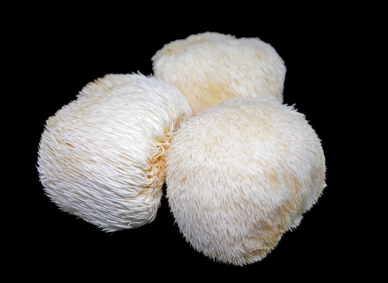 Organic Lions Mane Hericium Erinaceus Mushroom extract powder / Extrait dhydne hérisson Hericium Erinaceus biologique en poudre image 8