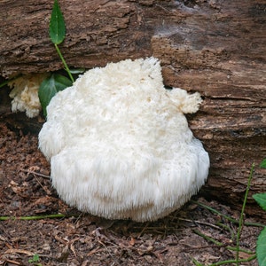 Organic Lions Mane Hericium Erinaceus Mushroom extract powder / Extrait dhydne hérisson Hericium Erinaceus biologique en poudre image 9