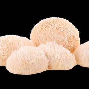 Organic Lions Mane Hericium Erinaceus Mushroom extract powder / Extrait dhydne hérisson Hericium Erinaceus biologique en poudre image 10