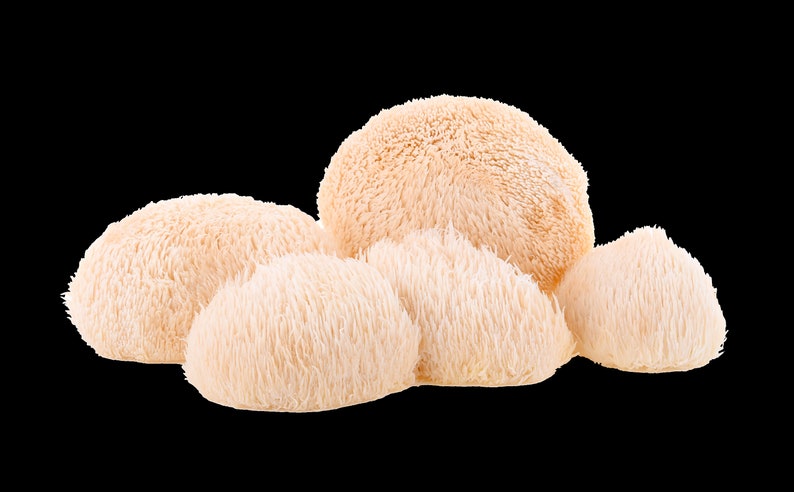 Organic Lions Mane Hericium Erinaceus Mushroom extract powder / Extrait dhydne hérisson Hericium Erinaceus biologique en poudre image 10