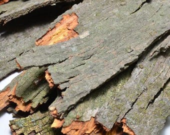 Shagbark Hickory Bark / Wild Harvested / Grilling and Smoking / Syrup Flavoring / Craft Projects