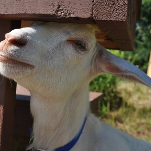 May include: A white goat with a blue collar is resting its head against a brown wooden structure. The goat's face is in the foreground, with its eyes closed and a slight smile. The background includes green grass and a wooden building.