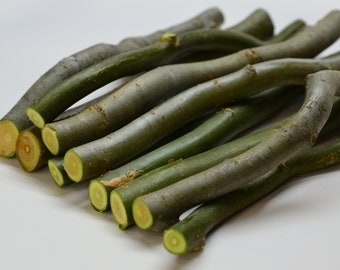 5+ Curly Willow Tree Cuttings For Propagation