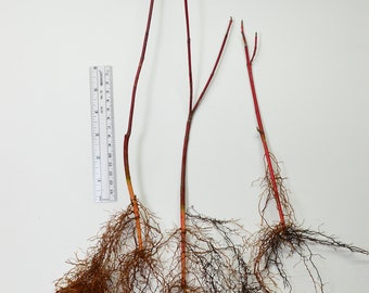 3 Bare Root Red Twig Dogwood Plants