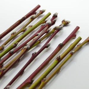 5+ Contender Peach Tree Cuttings for Scion Wood / Propagation