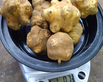 1 lb Jerusalem Artichokes (AKA Sunchokes) / For Planting or Eating / Helianthus tuberosus