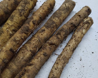 5+ Horseradish root cuttings