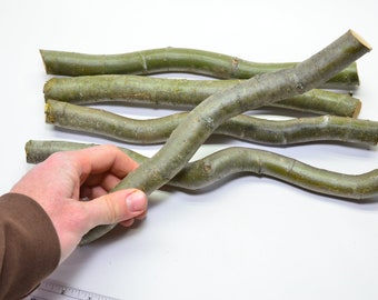 2 Curly Willow Tree Cuttings For Propagation (1 foot long, 1" diameter)