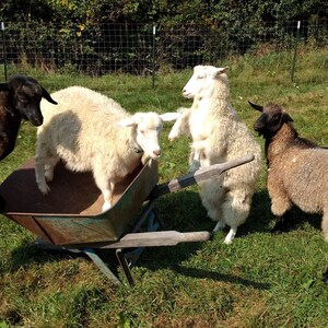 May include: A group of sheep in a grassy field. Four sheep of varying colors, including black and white, are interacting with a wheelbarrow. One sheep stands on a wooden stump. The scene is set outdoors on a sunny day.