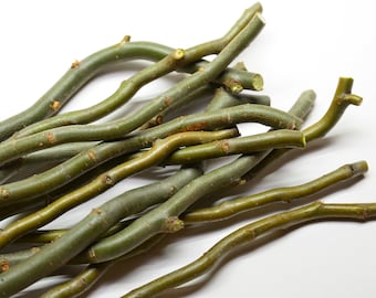 8+ Curly Willow Tree Cuttings For Propagation (1/4" diameter)