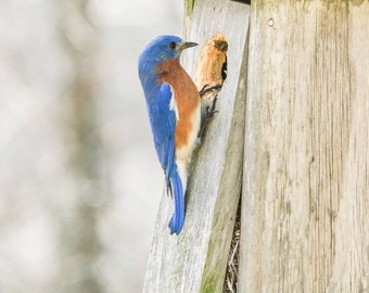 Eastern Bluebird Nest Building at the Maine Audubon