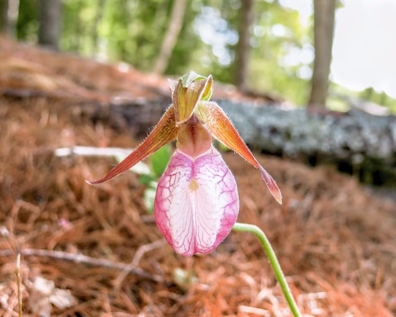 Print of a Lady Slipper in Maine