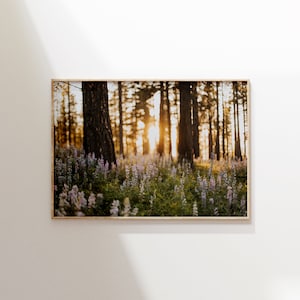 Washington Forest Print | Forest Lupine Print | Landscape Photography | Washington Nature Print | Lupine Flowers Photography Print