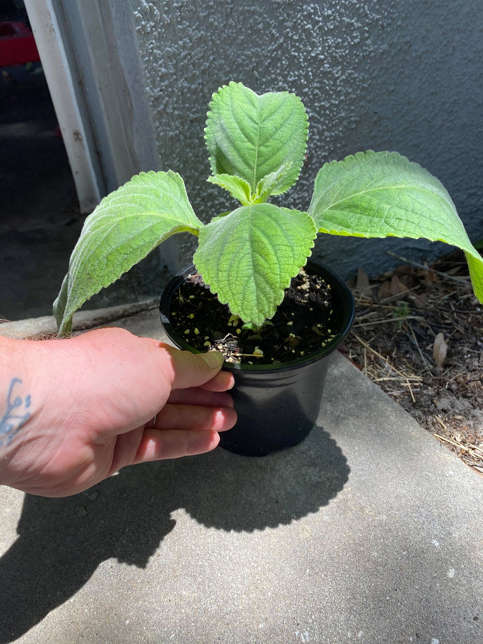 Toilet Paper Plant Fast Growing Throw Out Your Toilet Paper Etsy