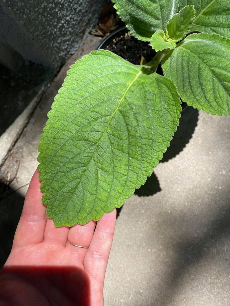 Toilet Paper Plant Fast Growing Throw Out Your Toilet Paper Etsy