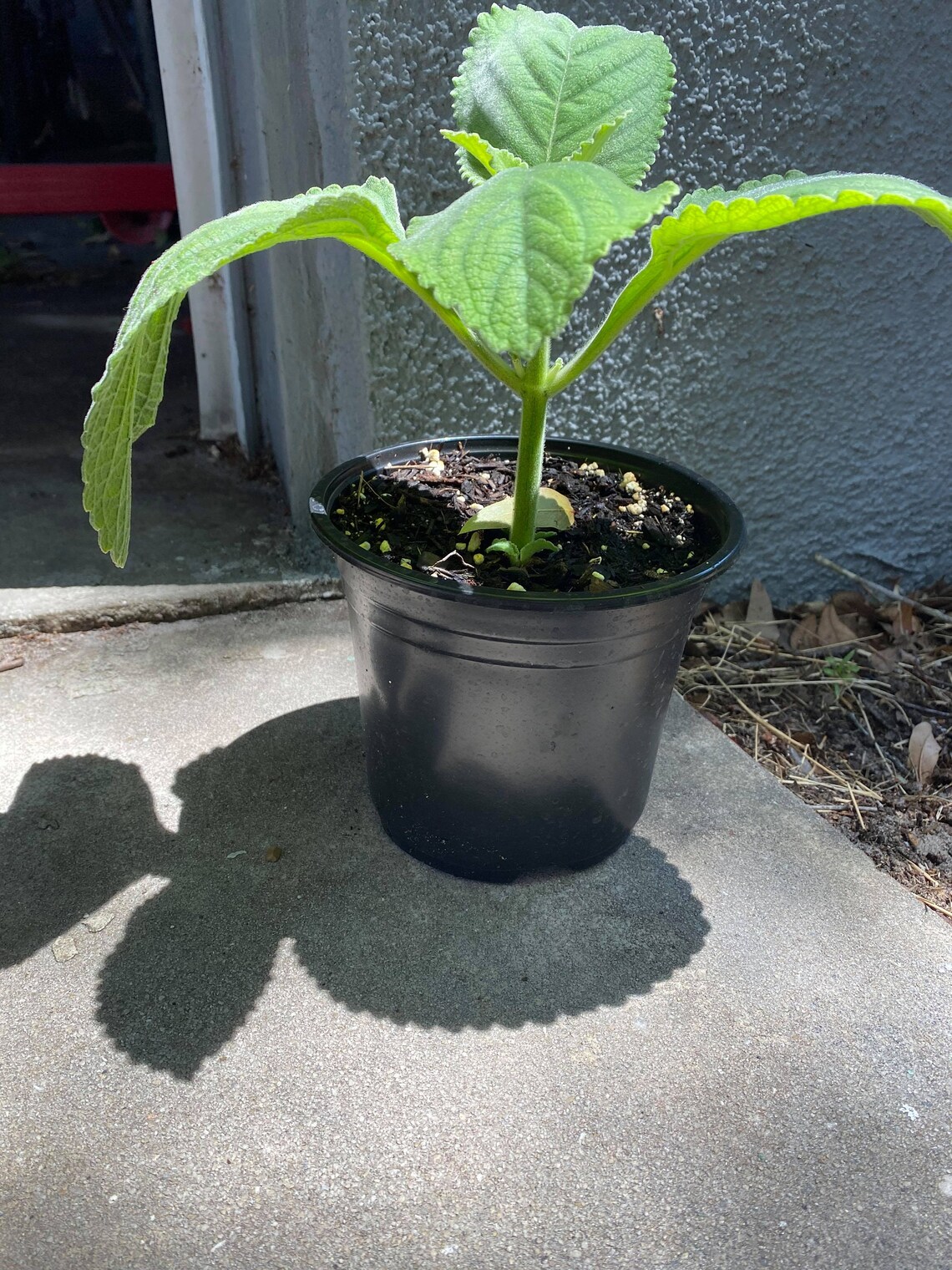 Toilet Paper Plant Fast Growing Throw Out Your Toilet Paper Etsy