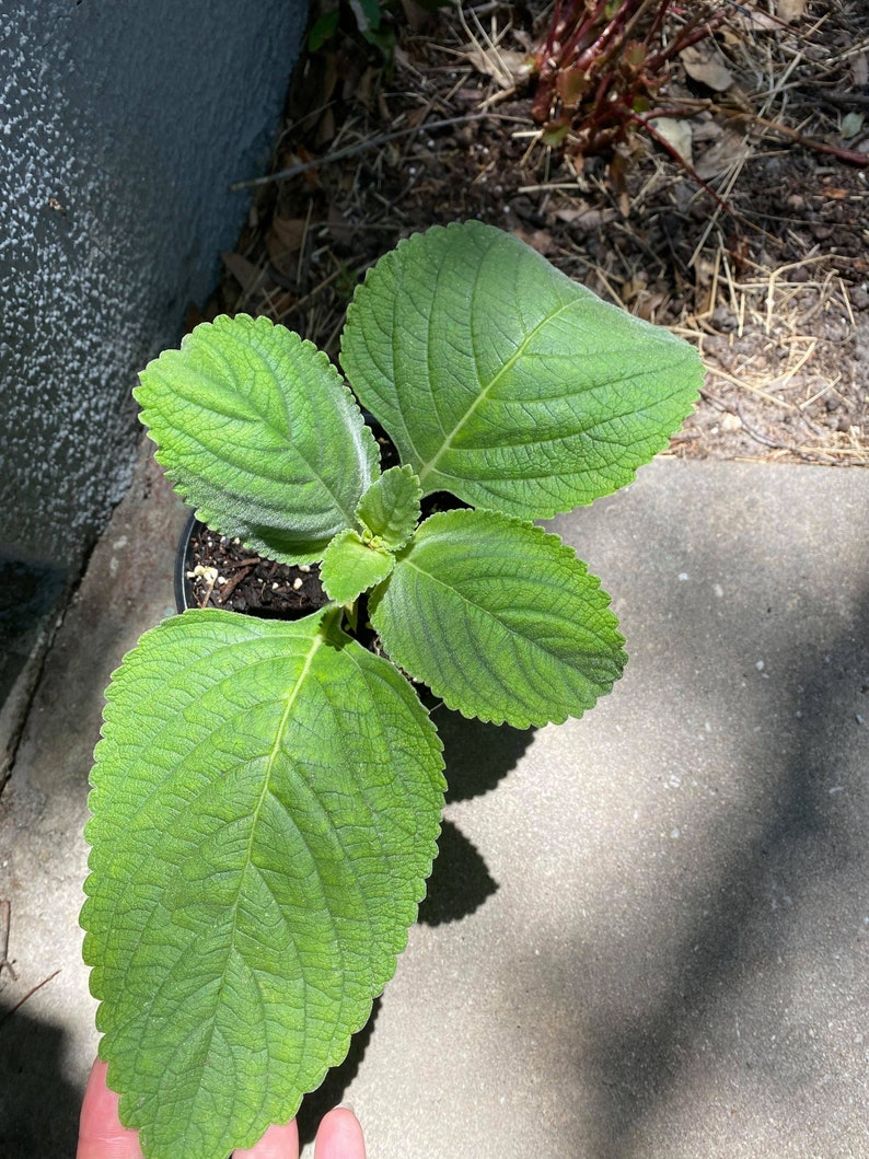 Toilet Paper Plant Fast Growing Throw Out Your Toilet Paper Etsy