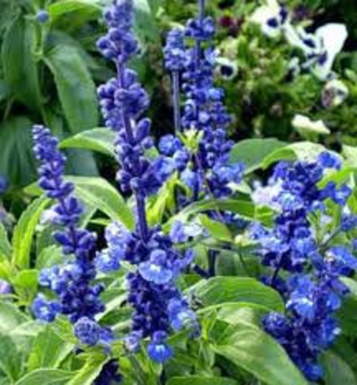 Blue Sage Victoria Blue Salvia farinacea 'Victoria Etsy