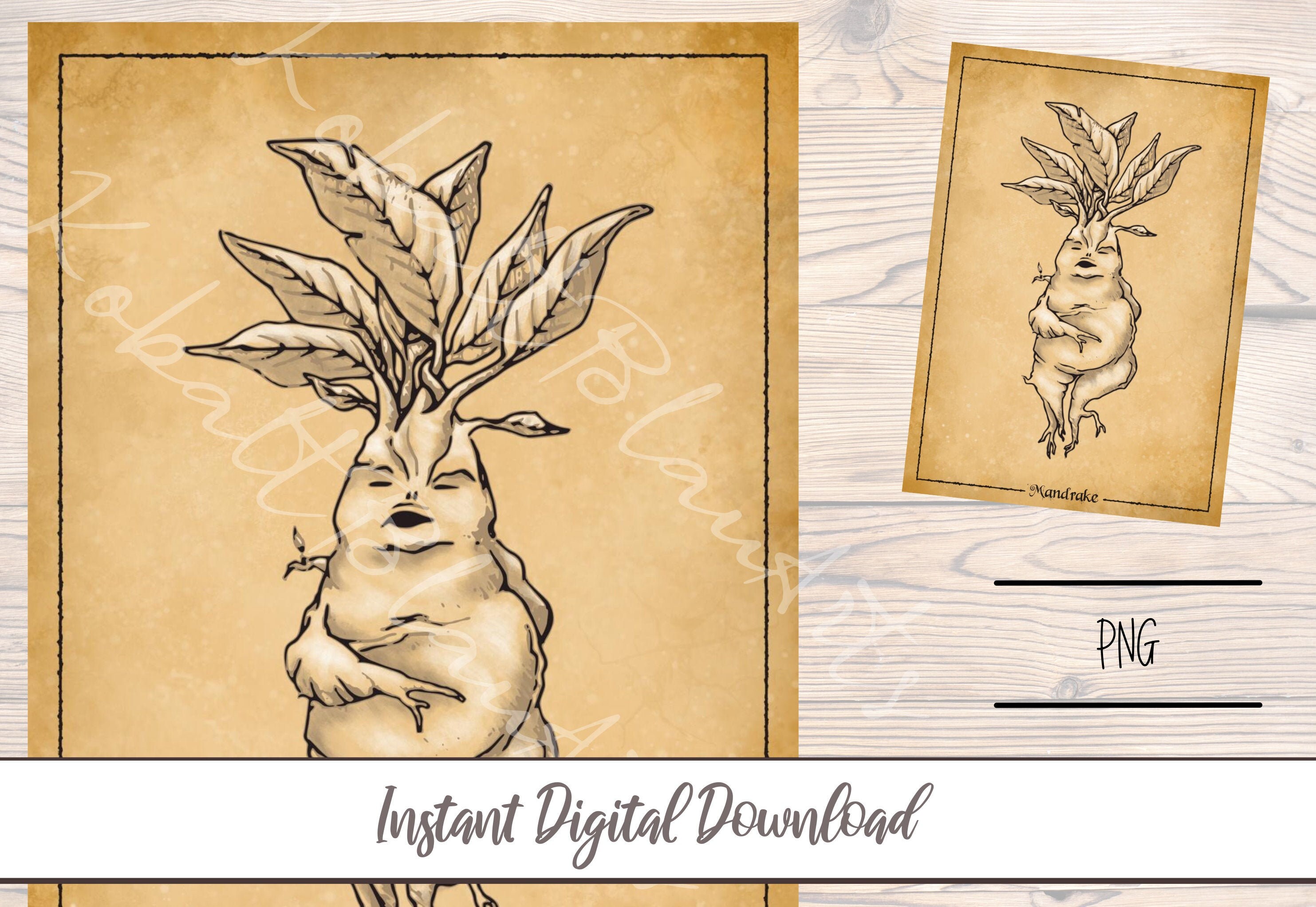 Clipart Mandrake 1 download gratuito