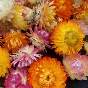 Dried Strawflower heads,Helichrysum flowers,Small dried flower,dry strawflower head,tiny dried flower,flowers for wreaths,fall dried flowers