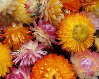 100 Dried Strawflower Heads, Multicolor Helichrysum Flowers, Resin Craft Supply