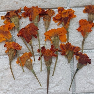May include: A collection of dried orange marigold flowers with green stems. The flowers are arranged on a white textured surface.
