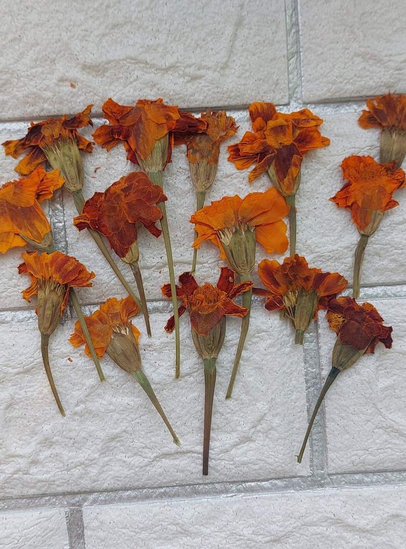 May include: A collection of dried orange marigold flowers with green stems. The flowers are arranged on a white textured surface.