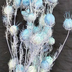 10\15\20 Tige de nigelle séchée bleue, gousses de fleurs de nigelle naturelles, paquet de plantes de nigelle séchées. remplissage pour vases, arrangement de fleurs séchées