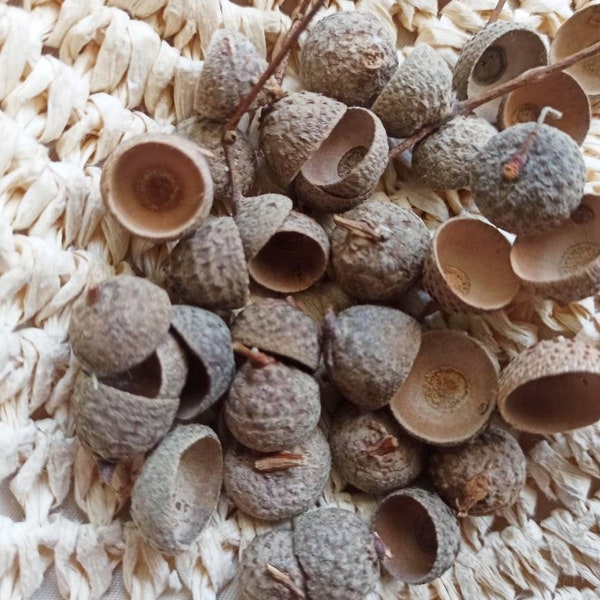 100 Natural Acorn Caps,Acorn caps,Organic Acorn caps,Real Acorn Tops,dried acorn caps,red oak acorn cups,rustic fall decor