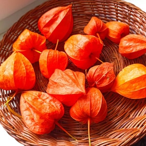 May include: A wicker basket filled with orange paper lanterns, also known as Chinese lanterns. The lanterns are arranged in a circular pattern and are illuminated by natural light.